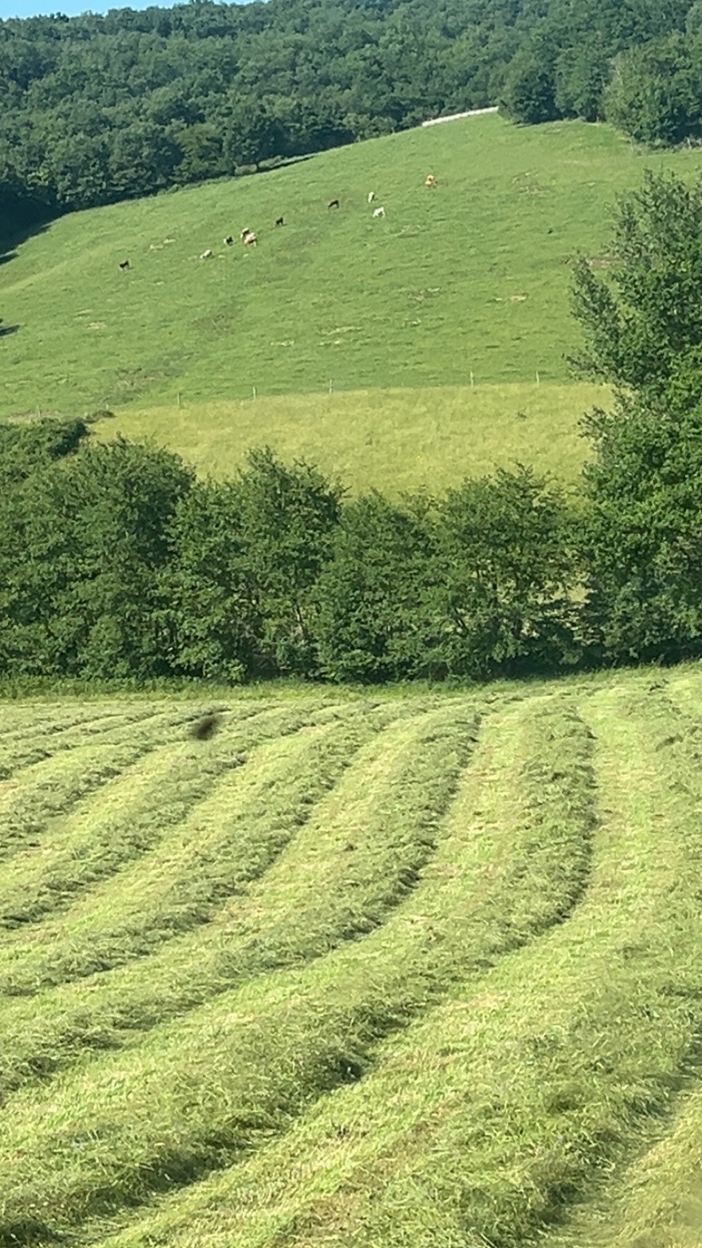 Andains de fourrage dans une prairie vallonnée